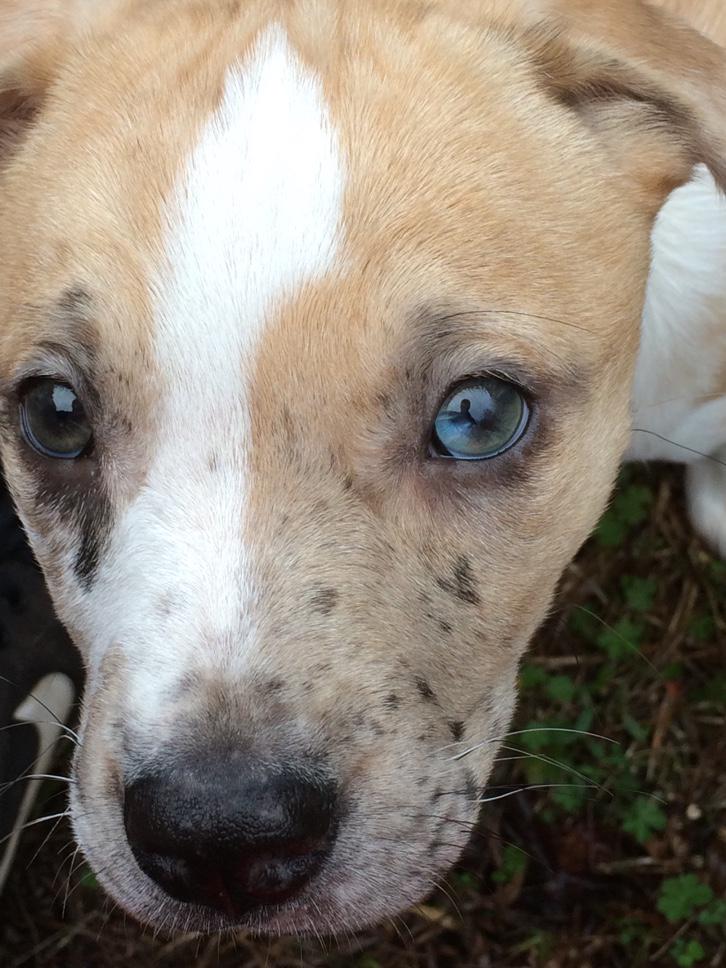 MuttPups's tweet photo. Australian Shephard/ Pitbull mix!! Unique! #mixedmutt http://t.co/JxGABZNWQN