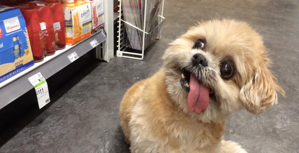 DogsofTwiiter tweet picture