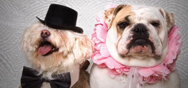 barkbox's tweet photo. So... I have no balls #RunAWeddingIn5Words @midnight http://t.co/EKOjQSfTVO