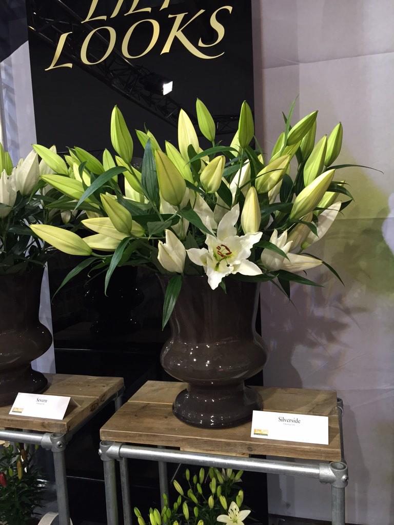 Oriental 'Silverside' shining at IPM Essen.