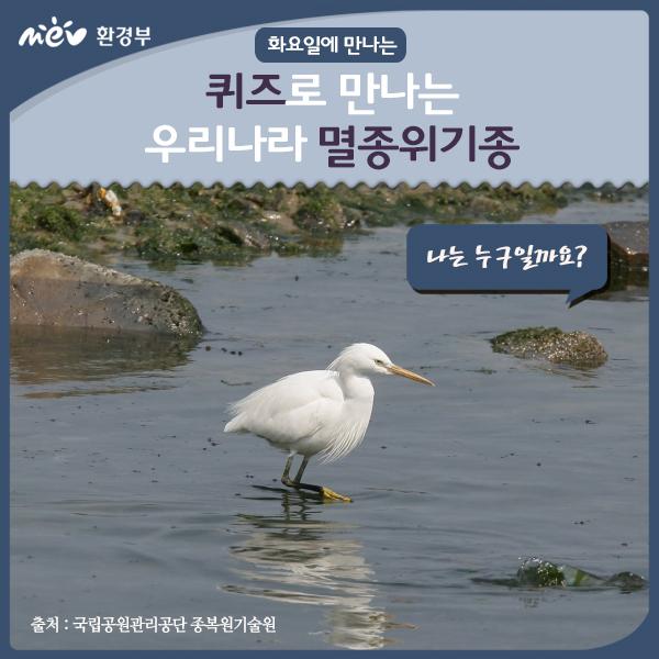 hasa1024's tweet photo. 노랑부리백로 RT @mevpr [퀴즈로 만나는 생물다양성] 몸 전체가 흰색이며 머리에 멋진 장식깃을 가진 나는 누구일까요? RT+정답' 댓글 중 문화상품권 (2/2종료)http://t.co/GOK6gZl0H0 http://t.co/QXJtpObhaB"