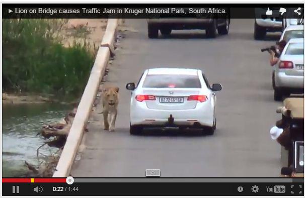 VIDEO: Lion causes traffic jam at Kruger National Park buff.ly/1wyGTtO
