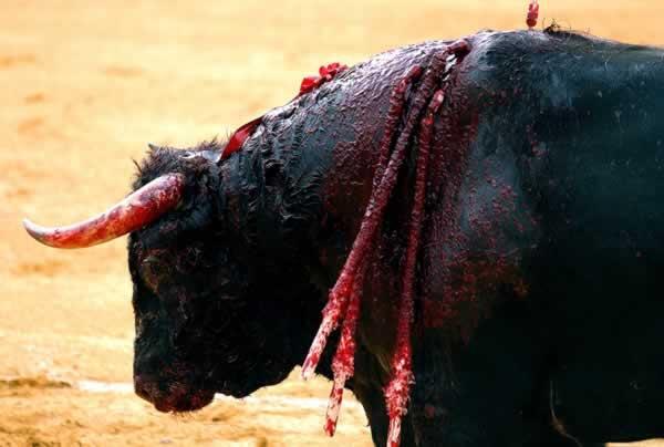 "Insensibilidad humana"  A ESTO LE LLAMAN ARTE!!! Descripción gráfica.