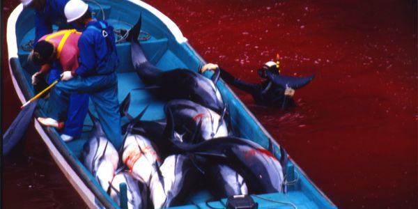 marcthevet's tweet image. 'Prince William – Pls Ask Japan to Stop Taiji Dolphin Death Drives' Sign &amp;amp; share: thepetitionsite.com/404/488/627/pr… #Taiji