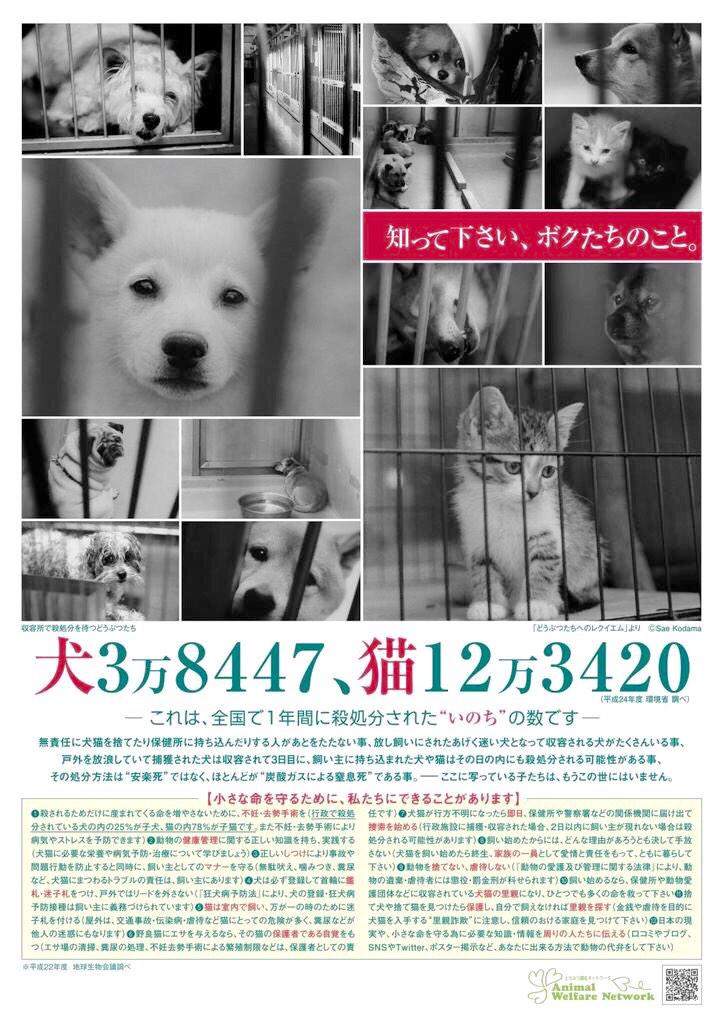 犬・猫 半自動bot 拡散 tweet media