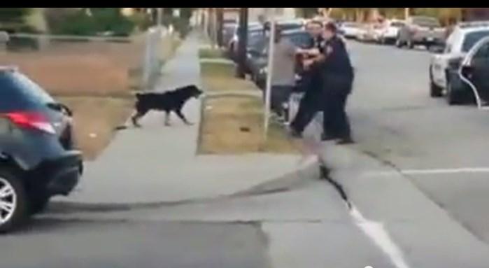 SimonaCote's tweet photo. (VIDEO) Un Policia le Dispara a un Perro Cuando Este Intento  http://t.co/JecaI8AtHP
  #animales #conmovedores http://t.co/VgOBCqITTr