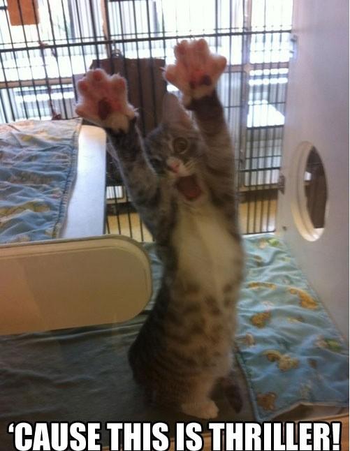 DanceF1t's tweet photo. This is how to do your morning stretches! 
Happy Tuesday! #dance#animals#MorningMotivation http://t.co/rdnaJGTg6a