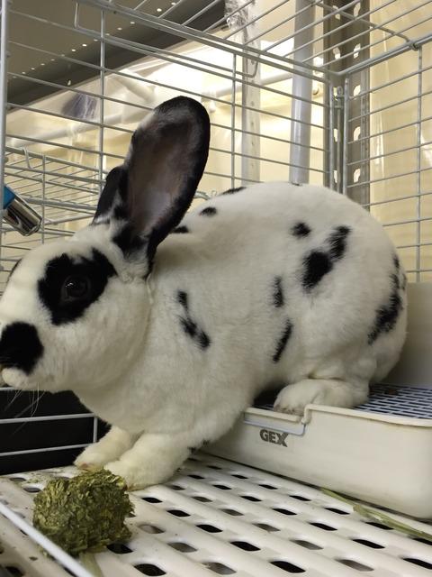 東京 うさぎ チンチラ専門店 うさぎさん チンチラ専門店 うさぎ専門店 うさぎ専門店 東京 うさぎカフェ ペットホテル ペットショップ うさぎカフェ Http T Co Nyxgiv9s4g Http T Co W40tb8gtcb