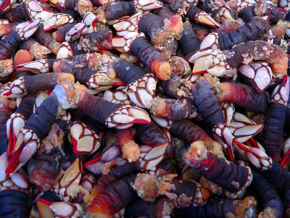 Mas quem é que falou em Percebes !?!
Uma Maravilha...
...Quem gosta?