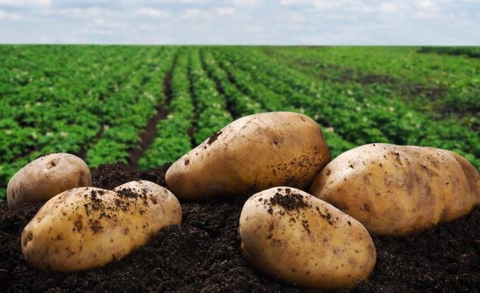 The Next Phase of Genetic Engineering: A Flood of New Crops Evading Environmental Regulation bit.ly/15F2D14