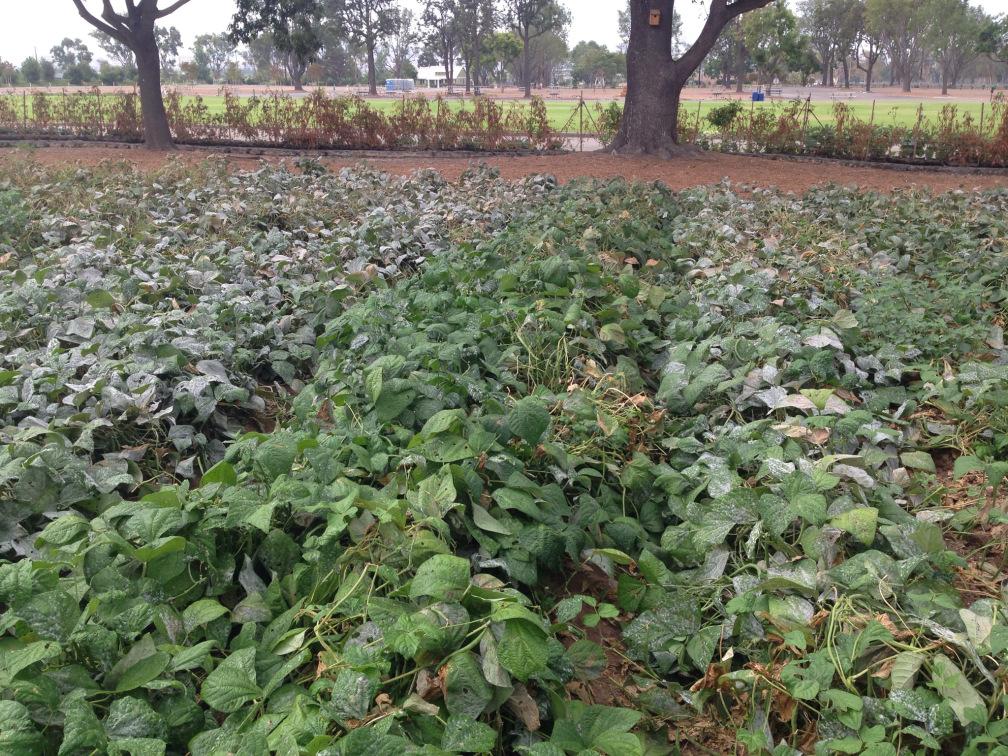 CaitlinAptus's tweet photo. TAKE THAT POWDERY MILDEW!#FaSilitor #AptusUSA  #Holland #Hydroponics #Soil #Coco #Gardening #IndoorGardening #organic http://t.co/qXAvMzL2Ke