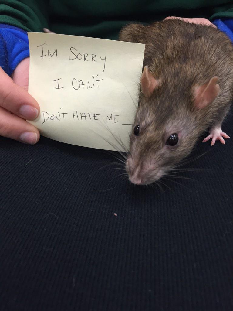 still_jenna's tweet photo. When all your rats are named after Sex and the City characters. Guess who? #Berger #postit @RULivingston33 http://t.co/kBssWzW3ID
