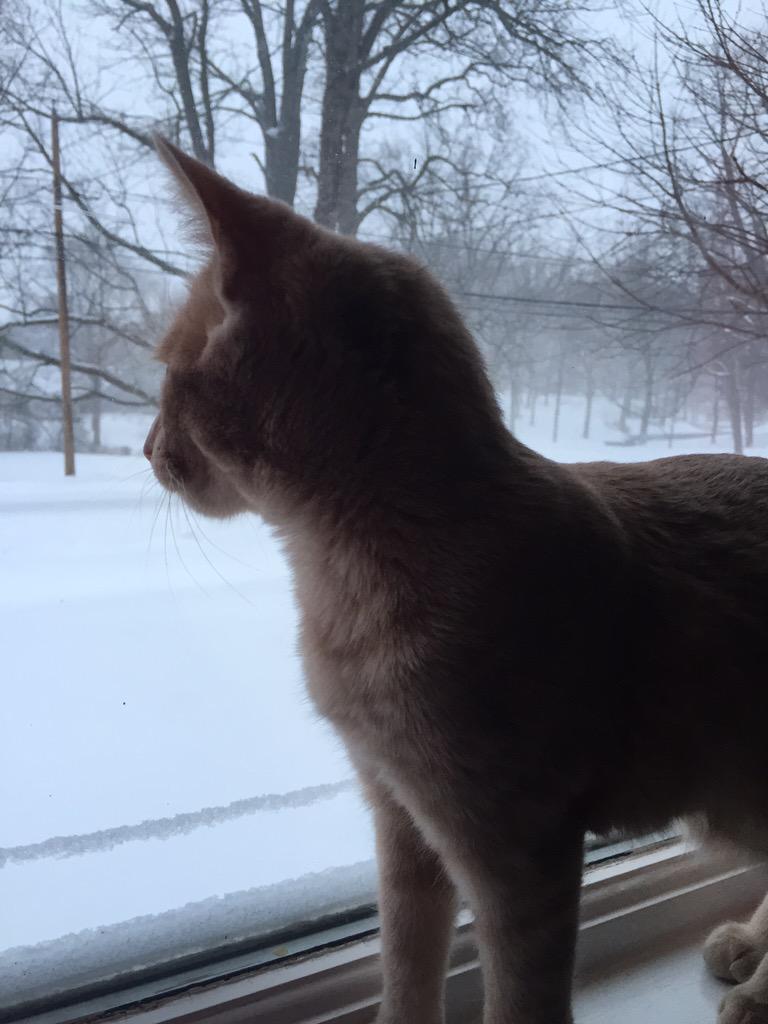 kasrosie's tweet photo. Honey loves to watch the snow fall! http://t.co/j9cOWJjX5U