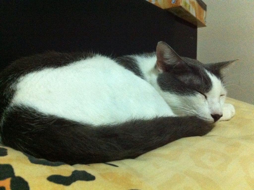 adibahnoor's tweet photo. #FreedomOfSpeech
NOT
#FreedomToInsult
#nite http://t.co/WShb7Jfl3Q