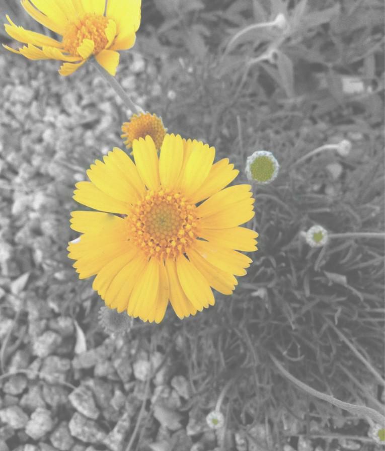 LovePeaceSing's tweet image. 🌼💛 Live in color 💛🌼