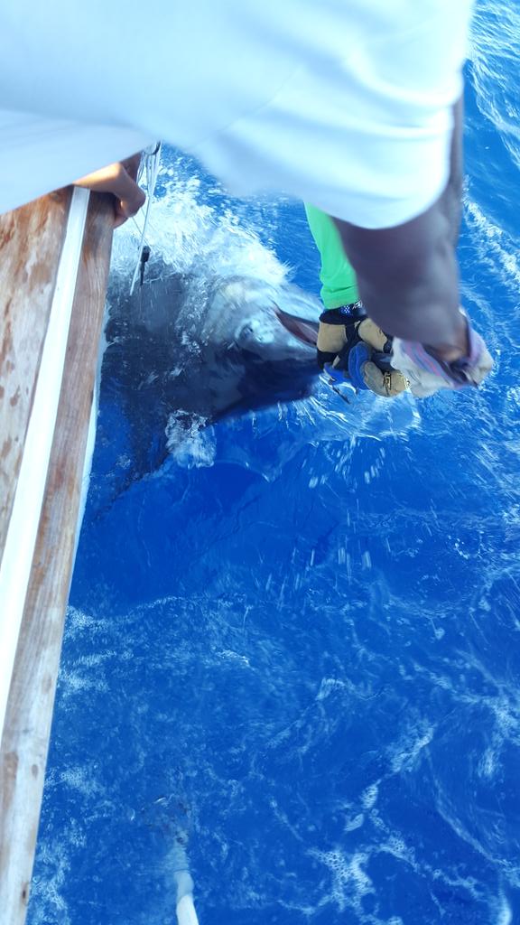 bradjarthur's tweet photo. 1st marlin at Mauritius Marlin Release tournament. Well done Team Freespool @FreeSpoolsa @luxresorts @airmauritius http://t.co/EIvOPOtM8x