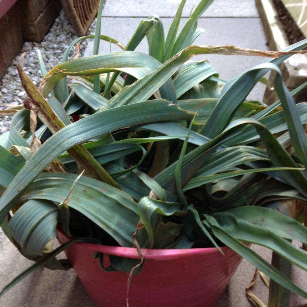 PaigntonPoet's tweet image. Many times this week
My bucket sprang a leek
Apparently, we can eat
And they&apos;re hard to beat
#Poem4 #Last1 #Paignton