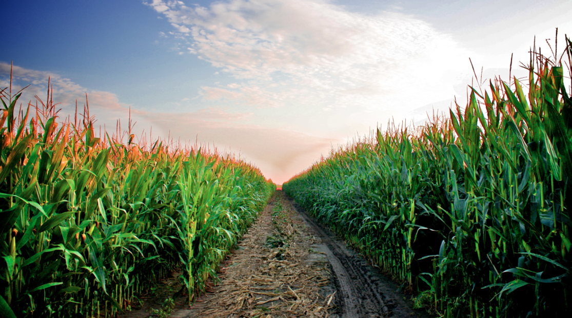 UTMAgronomy's tweet photo. There will be a UTM Agronomy Club meeting tonight at 6:00 p.m. in Brehm Hall room 219! There will be FREE PIZZA! http://t.co/OebaA5gL7Z