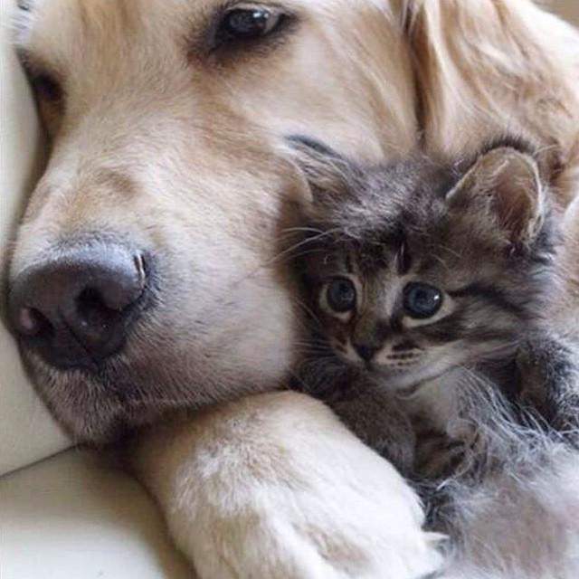 Some much needed cuddle time 😊 #betterpetowners