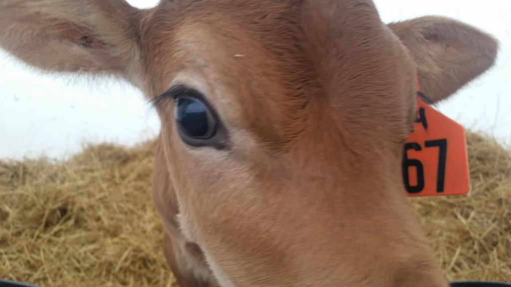 Want to know the real scoop on the dairy industry? Follow along today #getreal #milktruth