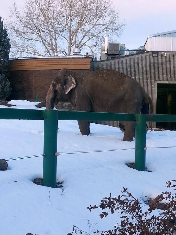 StrawberrySabri's tweet photo. #weloveedmonton Because they will make the right choice and send Lucy the elephant  to a sanctuary suchs as PAWS. http://t.co/ZJjczWiyqQ