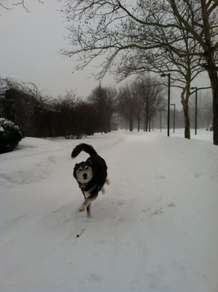 parksasaurus's tweet photo. The Southwest Corridor is plowed in JP #juno2015 #blizzardof2015 #kamala #happypup http://t.co/byklYwhdbD