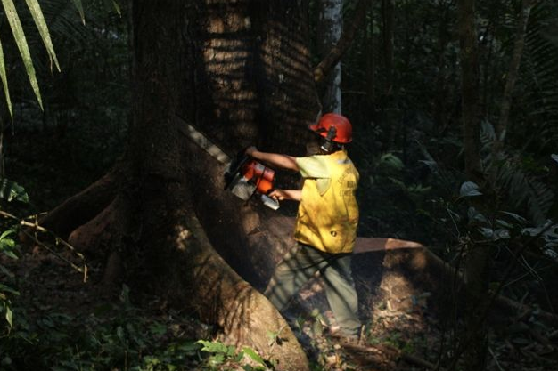 creesfoundation's tweet image. #Mahogany is known as Red Gold thanks to its high sale price and is popular with illegal loggers #AmazonInDanger