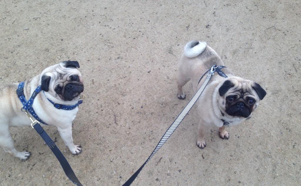 Thingwallpet's tweet photo. The boys Boris &amp; Fawlty on our walk through #birkenhead #park #Wirral http://t.co/Ovy6wcOxzr