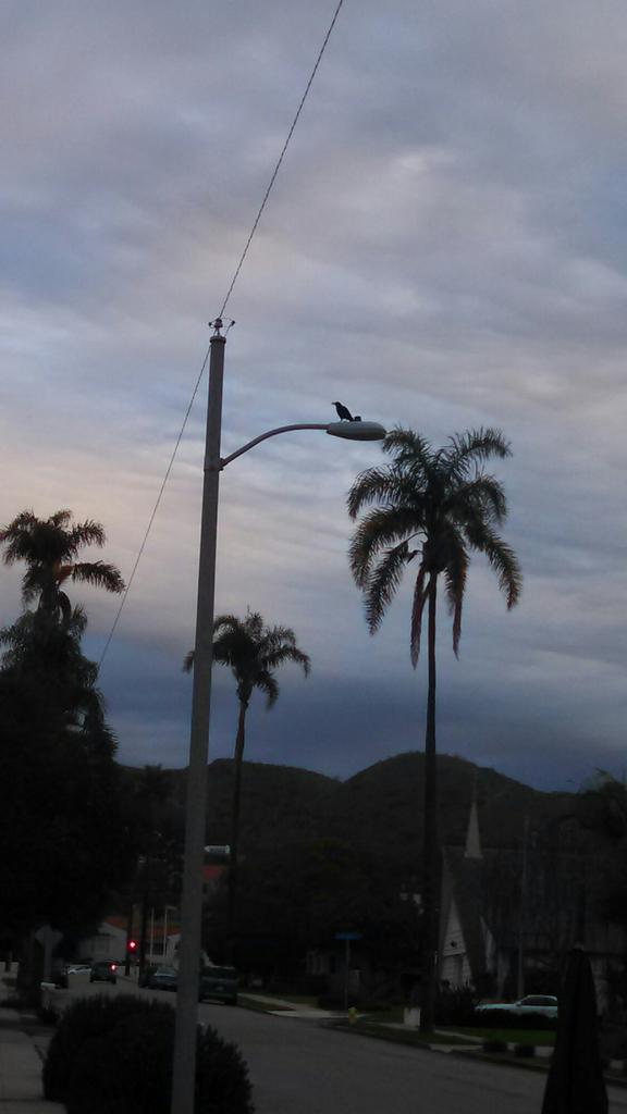 Crow Diary (@crowdiary) / Posts / X