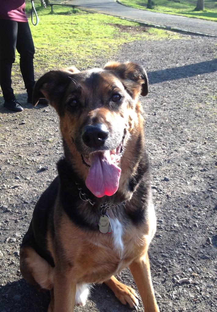 FionaDunwoodie1's tweet photo. @alzscot @dementiadog #alex4paws NB to upload ur dog selfie text BARK04 £4 to 70070. http://t.co/4TUmYslCzs