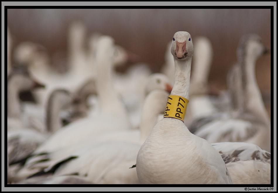 fowlstrings tweet picture