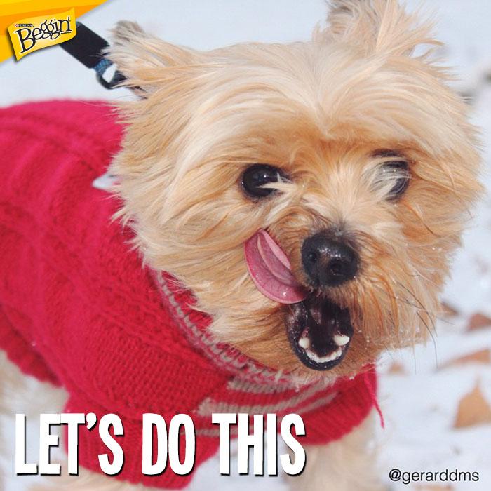 Beggin's tweet photo. Snow Day: when you sit on the couch next to your human and get like 5x more treats than normal. http://t.co/W2mIaeW9gc