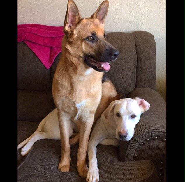 The German Shepard responds to Gunner and the White Lab responds to Bear! Please help!