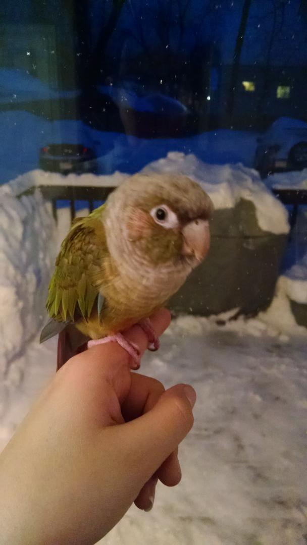 MsPatenaude's tweet photo. Not for birds... #snowdaygdrsd http://t.co/SaZwWZdZWR