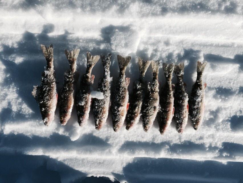 B_boyerchevrier's tweet photo. Today's catch!π£ 10 #yellowperch #nrt255 #fishcultureandmanagement #lovethisclass #biosampling http://t.co/zaZDddvrzu