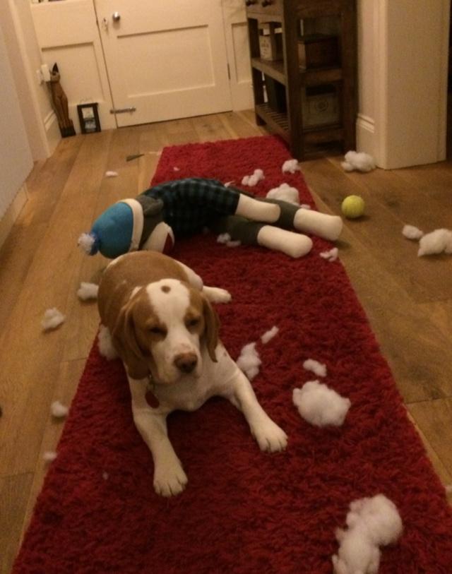 Um mummy fink it may have snowed in the house!