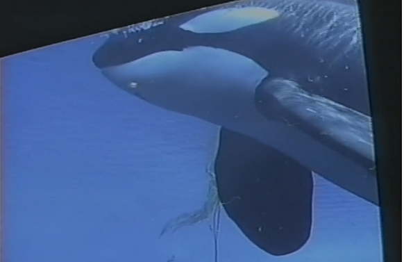 Ontario To Terminate Breeding and Importation of Killer Whales | Read More: goo.gl/t6CFwN #DolphinProject