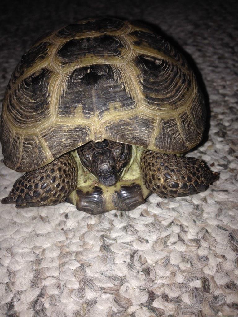 JeffTerrySays's tweet photo. This is Timothy. He isn't really a people person but he loves dandelions. #Timothytheturtle http://t.co/7Hjng99haM