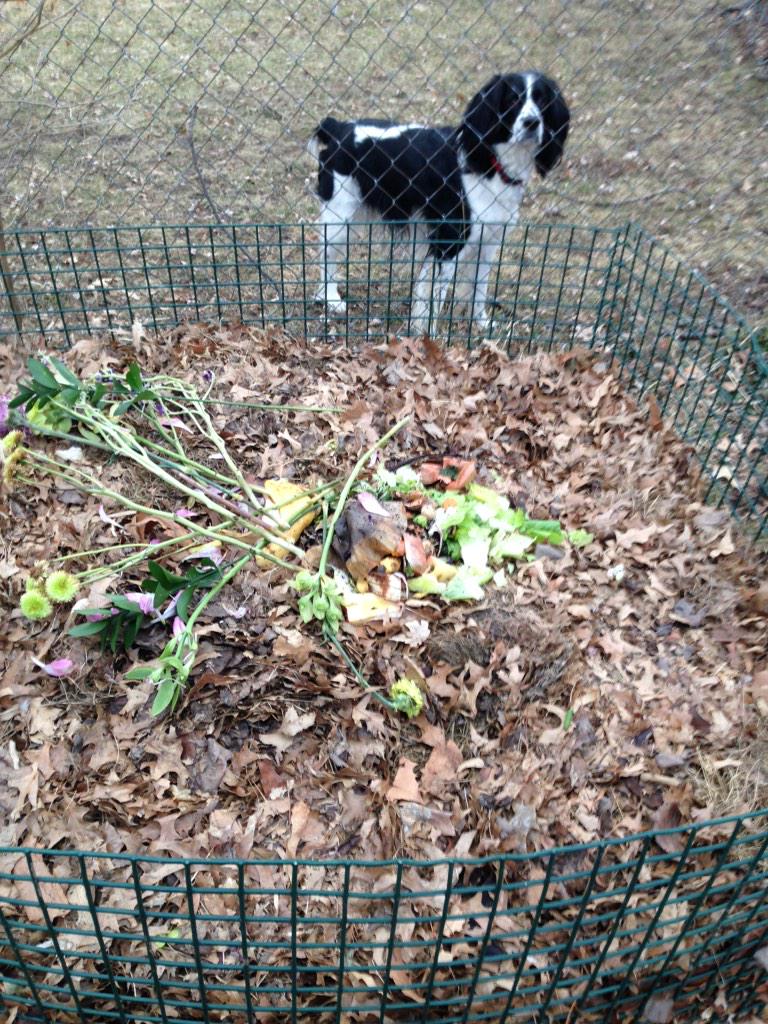 JoCoRecycles's tweet image. My neighbors dog loves to compost, do you?? #compost #compostingiscool