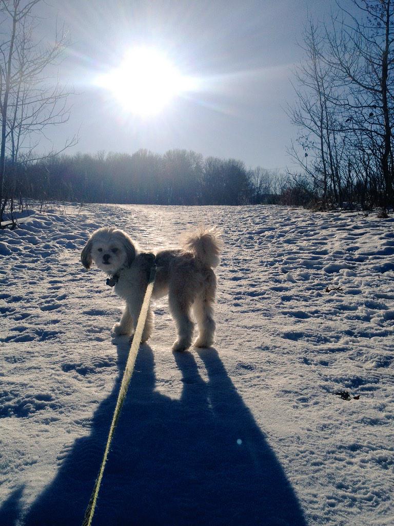 fluffyarchie's tweet photo. I always knew I was a huge dog, my shadow is right!! http://t.co/FJm8j9lm4u