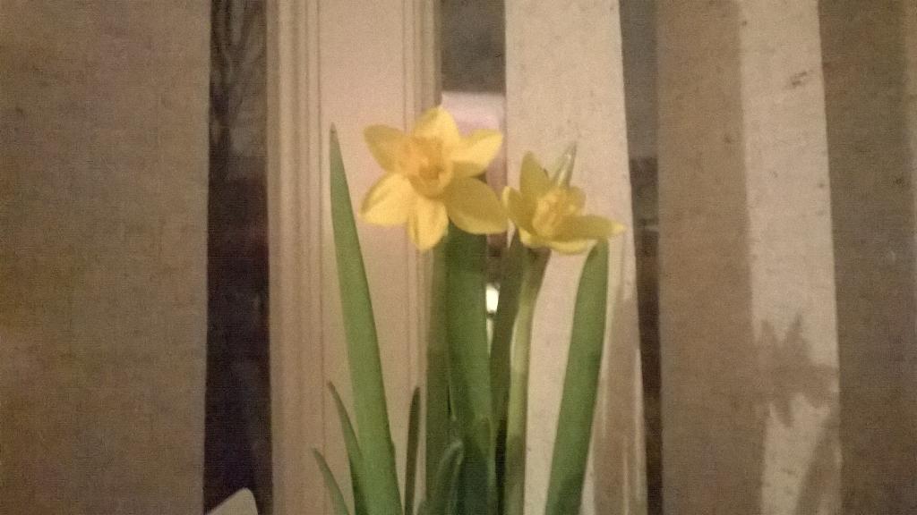 So pretty! Av neglected these since the weekend and they are growing strong on their own. #spring