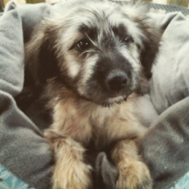 AnthemLightsUni's tweet photo. My heart wants this pup! #adoptdontshop ❤️❤️❤️❤️ consider us please! (George) #deacon @louieslegacy http://t.co/p38thfXiBN