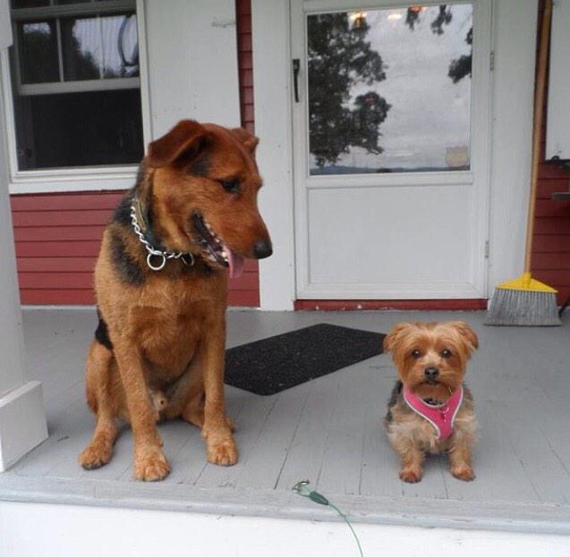 Redline airedale 2025