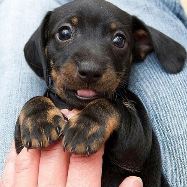 😍 #betterpetowners