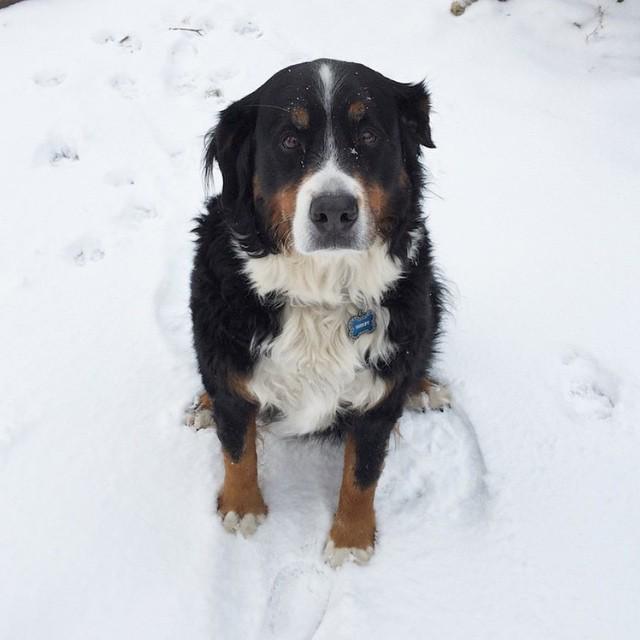 More snow please? 😔 #betterpetowners