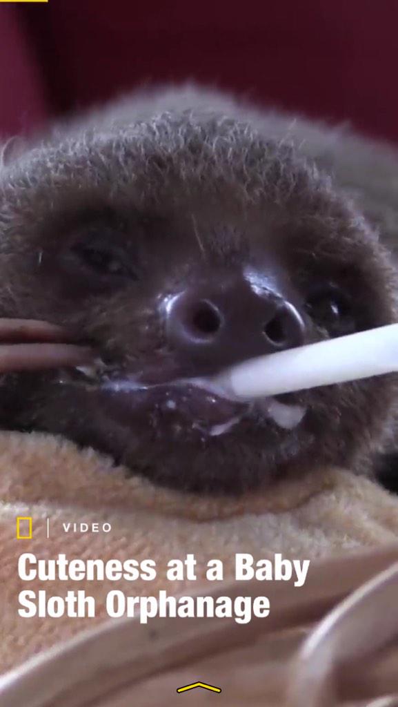 rachelhanway99's tweet photo. Shoutout to Ms.Brodigan #slothmoth http://t.co/ipJW3lWi5a