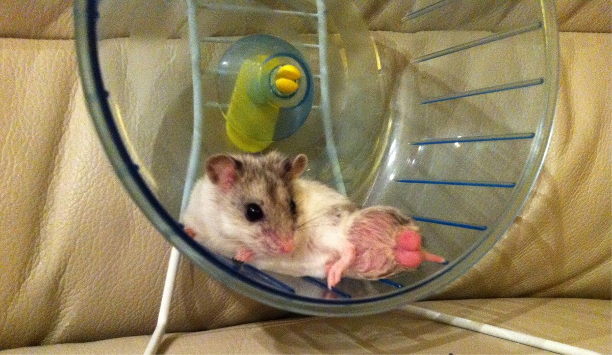 Chinese Dwarf Hamster