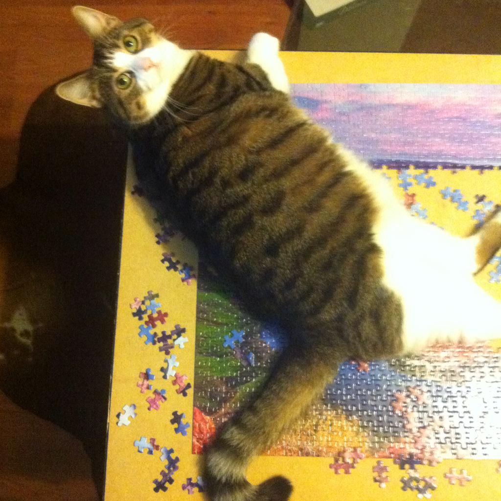 Why do you need to stay busy doing puzzles when you can pet me instead? @TwitCoast #stormpets #petpuzzles