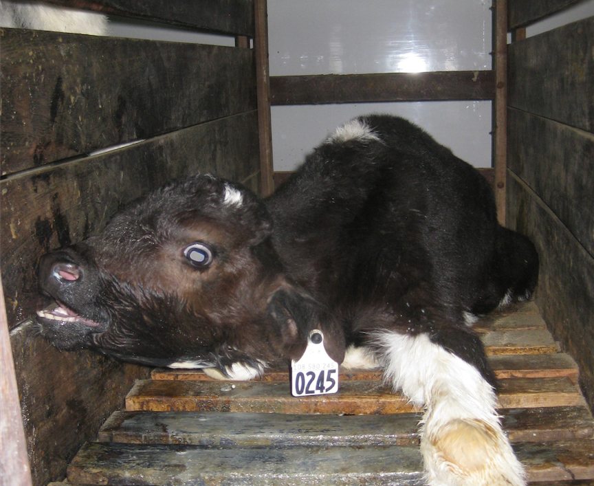 MercyForAnimals's tweet photo. Baby male calves are sold to veal farms and slaughtered when only weeks old. #milktruth #getreal http://t.co/uvIOwC9f0q
