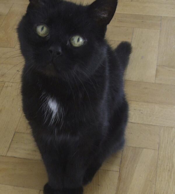 My cat is sad because I just explained to him that sometimes people tell lies to protect those they love.